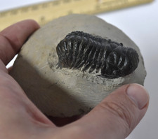 Trilobite Fossil Crotalocephalina - Morocco - 2.5