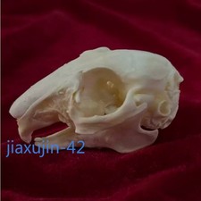 5/10Pcs Rabbit Skull Specimen Degreased Bleached Animal Bone Ornament Gift NEW picture
