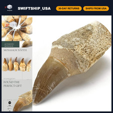 Fossilized Mosasaur Tooth from Morocco - Prehistoric Mosasaurus Teeth for Collec picture