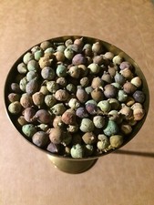 6 Ounces Of Dried Juniper Berries From East Arizona picture