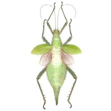Heteropteryx dilatata FEMALE pink green walking stick insect UNMOUNTED picture