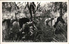 Florida Acadian Native American Indians Harvesting Palmetto Horses c1950 RPPC picture