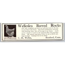 Welleslea Barred Rocks C. H. Welles Stratford CT 1906 Ad SAH6-H2 picture