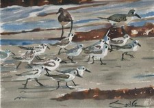 Shore Birds : SIGNED Limited Edition Art Print : Sandra Watercolors™ California picture