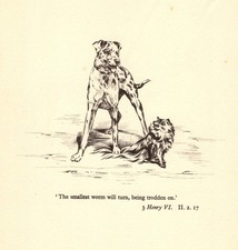 Vintage Great Dane Print Shakespeare Henry VI Quote Pomeranian Print 6964c picture