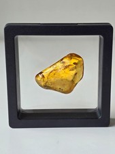 6 GRAMS | Real Baltic Amber Fossil with Clear Fly Inclusion picture