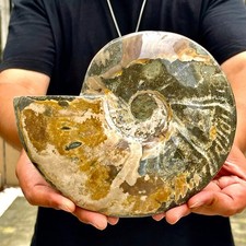 3.87LB Rare natural polished Natural conch fossil specimens of Madagascar picture