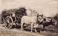 Postcard RPPC Mexico Tempico Mante Carreta de Bueyes c1940 oxen team cart farmer picture