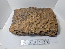 Large Vintage Stigmaria Ficoides Fossil Root Sandstone Cast Pennsylvanian 9.2 Lb picture