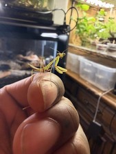 5 Count Giant Asian Mantis (Hierodula Membranacea) Nymph L4-L5 picture