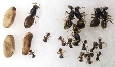 Lasius ? psammophilus Formicidae ants 7 queens 12 workers 3 pupa S Ukraine picture