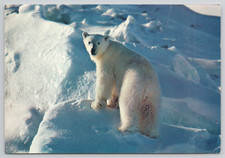Postcard Polar Bear in Ontario Canada 4x6  picture