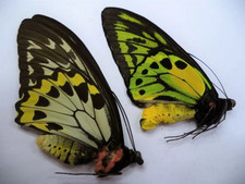 Ornithoptera croesus toeantei RARE A1 PAIR, M & F Unspread, ex - Morotai Island  picture