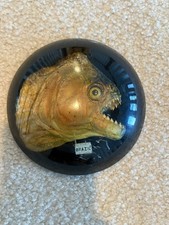 Vintage Brazilian Piranha Fish Display-Genuine Preserved Specimen-Brazil-c.1990 picture