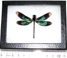 Calopteryx virgo REAL GREEN BLACK DRAGONFLY DAMSELFLY FRAMED INSECT Indonesia picture
