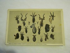 Group Of Foreign Horns Albert's Buckhorn Saloon Post Card unknown era (024-17) picture