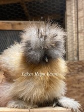 6 Silkie  Calico Splash/Calico Paint Project Pen Hatching Eggs NPIP/AI picture
