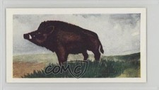 1954 Neilson's Chocolate Interesting Animals Wild Boar #30 0j8f picture