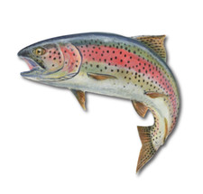 RAINBOW TROUT FISH FLY FISHING LARGE DECAL CONTOUR CUT STICKER 2 PACK picture