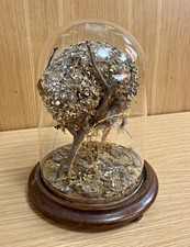 Antique Victorian Natural History Display Long-Tailed Bushtit Bird Nest w Cloche picture