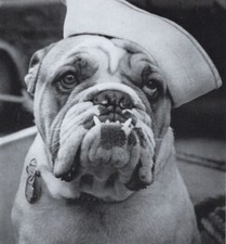 Bulldog 