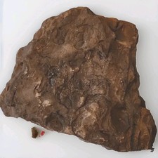 Large Western New York Devonian Fossil. 420 to 359 Million Years Old. -Paleozoic picture