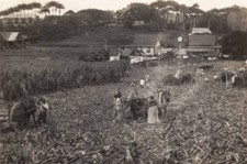 Cane Field Trinidad And Tobago 1931 OLD PHOTO picture