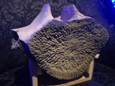 Rare Fossil Whale Vertebra Yorktown Formation PCS Lee Creek Mine NC Miocene Bone picture