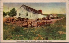 1913 Sonoma County CA Dairy Farm Cows Barn Panama-Pacific Expo Postcard picture