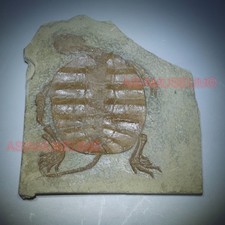Dinosaur Fossil Manchurochelys Turtle Tortoise Jurassic Park World Cretaceous T2 picture