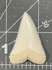 Vintage Great White Shark Tooth 1.7”/43mm upper anterior A2 BEAUTIFUL￼ picture