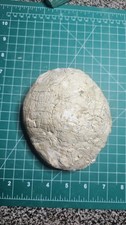 fossil tortoise Shell Likely Stylemys nebrascensis Oligocene  picture