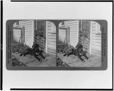 Photo:North Bennington VT 1904 Dog and Cat on Porch Stereograph picture
