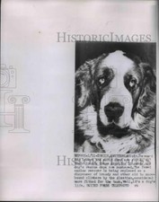 1953 Press Photo St. Bernard Dog to be replaced by Alsatian as rescue dog-Zurich picture