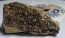 Brilliant Wood Alabama Diamond Wood 46g Specimen picture