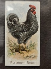 1891 ALLEN & GINTER, N20 FIFTY PRIZE & GAME CHICKENS: PLYMOUTH ROCK (NEAR MINT) picture