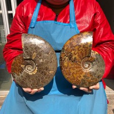 2pcs 5.45LB Natural Beautiful Ammonite Fossil Conch Crystal Specimen Healing picture