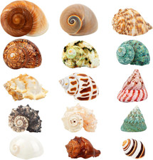 15PCS Hermit Crab Shells 1.6