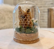 Honey Bee Taxidermy In Glass dome display Oddity, Entomology,  Curiosities picture