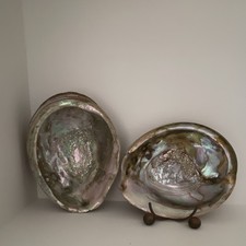 Large Natural Abalone Shells Pair | Iridescent Mother of Pearl Coastal 7.5 inch picture