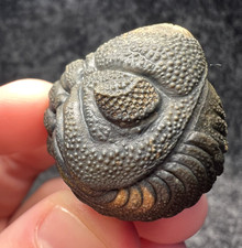 Moroccops sp. Trilobite Fossil – Excellent Natural Detail ✅ picture