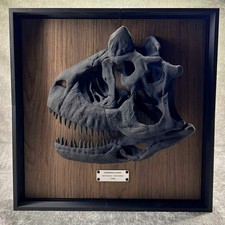 Carnotaurus Skull Replica Museum Wall Display Dinosaur Fossil Art 41cm 16in picture