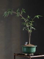 7.5in Chinese Zisha Green Glaze Plant Pot, Collectible Artisan Craft Bonsai picture