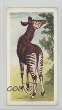 1954 Neilson's Chocolate Interesting Animals Okapi #2 0j8f picture