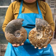 5.17LB 2pcs Natural Horn Screw Fossil Ammonite Conch Crystal Specimen Healing picture