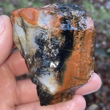 Raw Gorgeous Arizona Petrified Wood Rough 6.56 Oz picture
