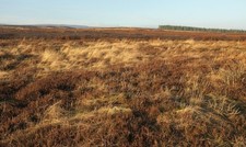 Photo 12x8 Green Thorn Hill Drebley Looking across a small swaled area, wi c2016 picture