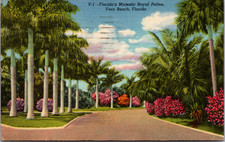 Postcard  V-1 Florida's Majestic Royal Palms Vero Beach Florida picture