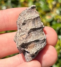 RARE Niger Fossil Crocodile Jaw Elrhaz Formation Stolokrosuchus Cretaceous Age picture