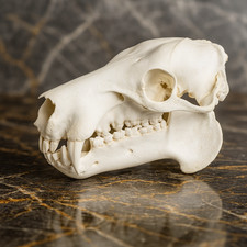 Life-Size Pygmy Hippopotamus Skull Replica - Anatomical Model picture